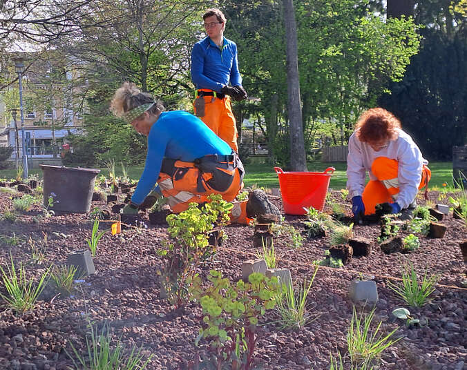 Drei städtische Mitarbeitende beim Bepflanzen. (Foto: Stadt Friedrichshafen)