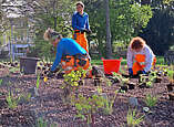 Der Geogarten im Uferpark bekommt ein neues Gesicht. Die Mitarbeitenden der städtischen Baubetriebe pflanzen derzeit rund 8.000 Stauden und Gräser. (Foto: Stadt Friedrichshafen)
