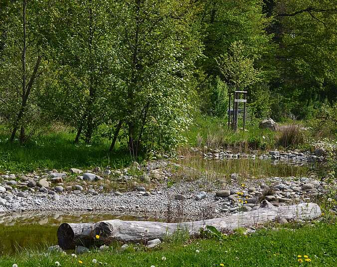Tümpel am Wald
