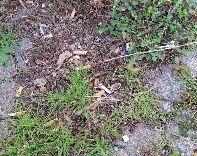 Weggeworfene Zigarettenstummel. (Foto: Stadt Friedrichshafen)