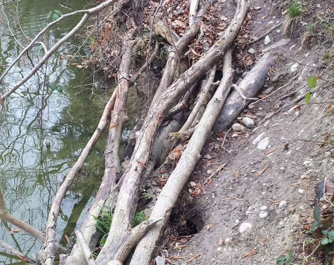 Rotach-Wanderweg, Böschung (Foto: Stadt Friedrichshafen)