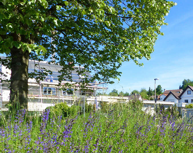 Baum, blauer Himmel, ein Gebäude im Hintergrund und eine Wiese mit lilafarbenen Blumen.