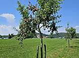 (Foto: Landratsamt Bodenseekreis)
