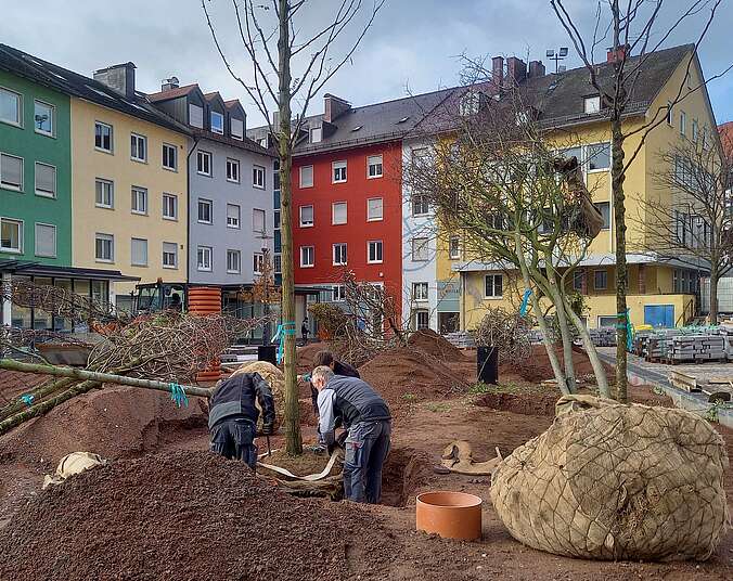 Drei Männer pflanzen Bäume ein